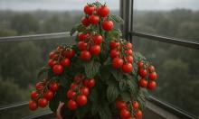 Мини-куст, а урожай как у грядки: сорт, который превращает балкон в томатную елку