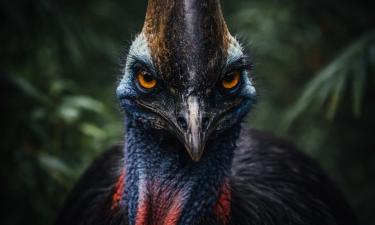 Южный казуар развивает скорость до 50 км/ч — National Geographic