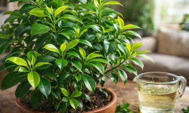 Раствор с алоэ и янтарной кислотой ускоряет рост фикуса