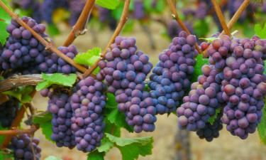 Виноград "Восторг" устойчив к морозам до -27°C и болезням
