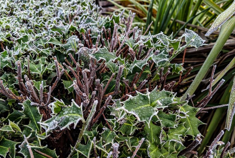 Растения зимой