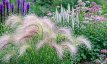 Серебряная грива вместо клумбы: злак, который связывает весь цветник воедино