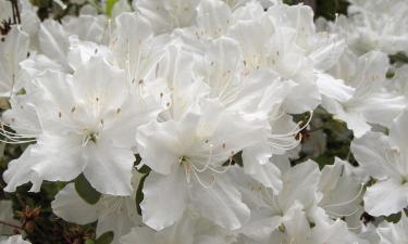 Азалия чаще болеет при плотной почве без дренажа — Ciceksel