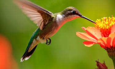 Сапсан, беркут и стриж вошли в список самых быстрых птиц — Discover Wildlife