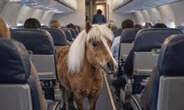 Семья не распадется над облаками: новые правила рассадки детей в хабаровских самолетах решают старую проблему