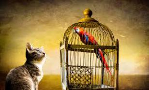 Бурматов: Кому невыгоден закон о животных