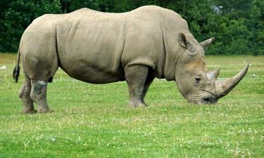 Носороги получили радиоактивный щит: ЮАР внедряет изотопы для борьбы с браконьерством