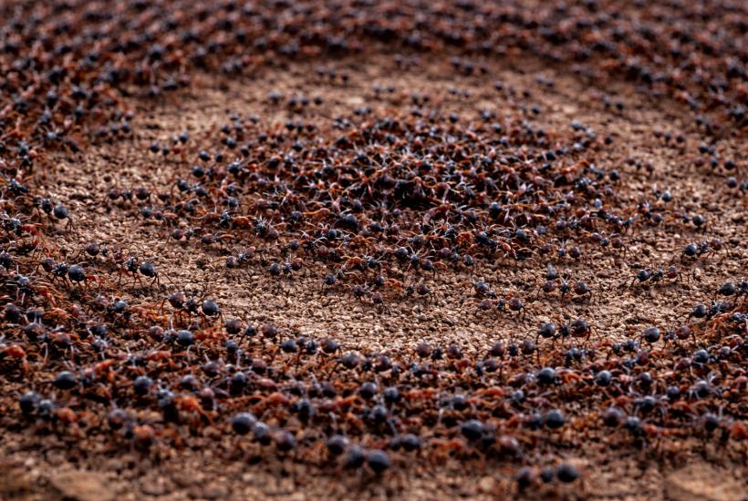 Муравьиный круг