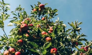 Устойчивые сорта яблонь снижают риск заболеваний сада — Mein Schoener Garten