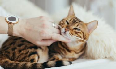 Три безобидные привычки хозяев, которые убивают кошек чуть ли не ежедневно