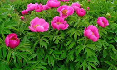 Пионы удобряют древесной золой для цветения