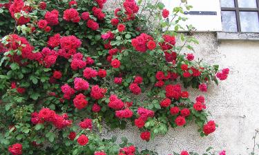 Феномен в мире роз: почему цветок из Луизианы выжил после урагана Катрина в 2005 году