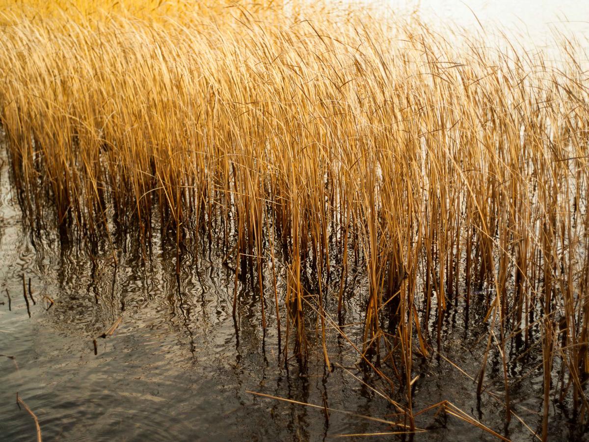 Климатические катастрофы: потеря этой культуры убьет миллиарды людей