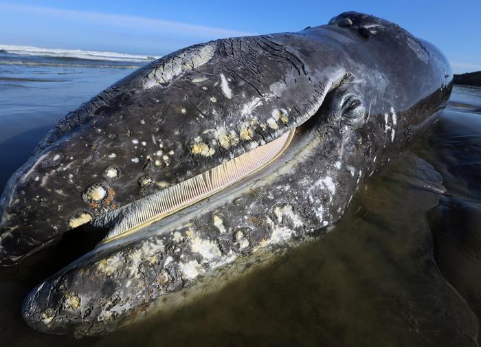 Департамент охраны природы Новой Зеландии: обнаружен редкий вида кита
