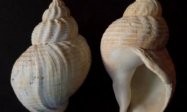 Раковины-трубы использовались для создания музыки тысячи лет назад — Antiquity