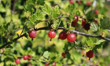 Томаты рядом с крыжовником увеличивают урожай вдвое