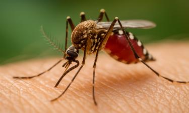 Комары выбирают людей по индивидуальному запаху, а не случайно —Earth