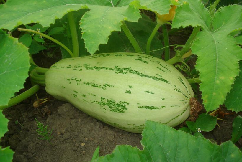 Кабачки Кабачки