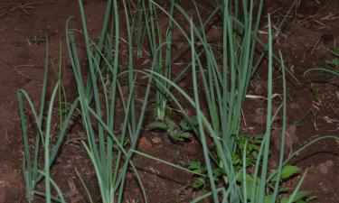 Один вечер на подготовку — и лук растёт в разы быстрее: хитрость, о которой молчат