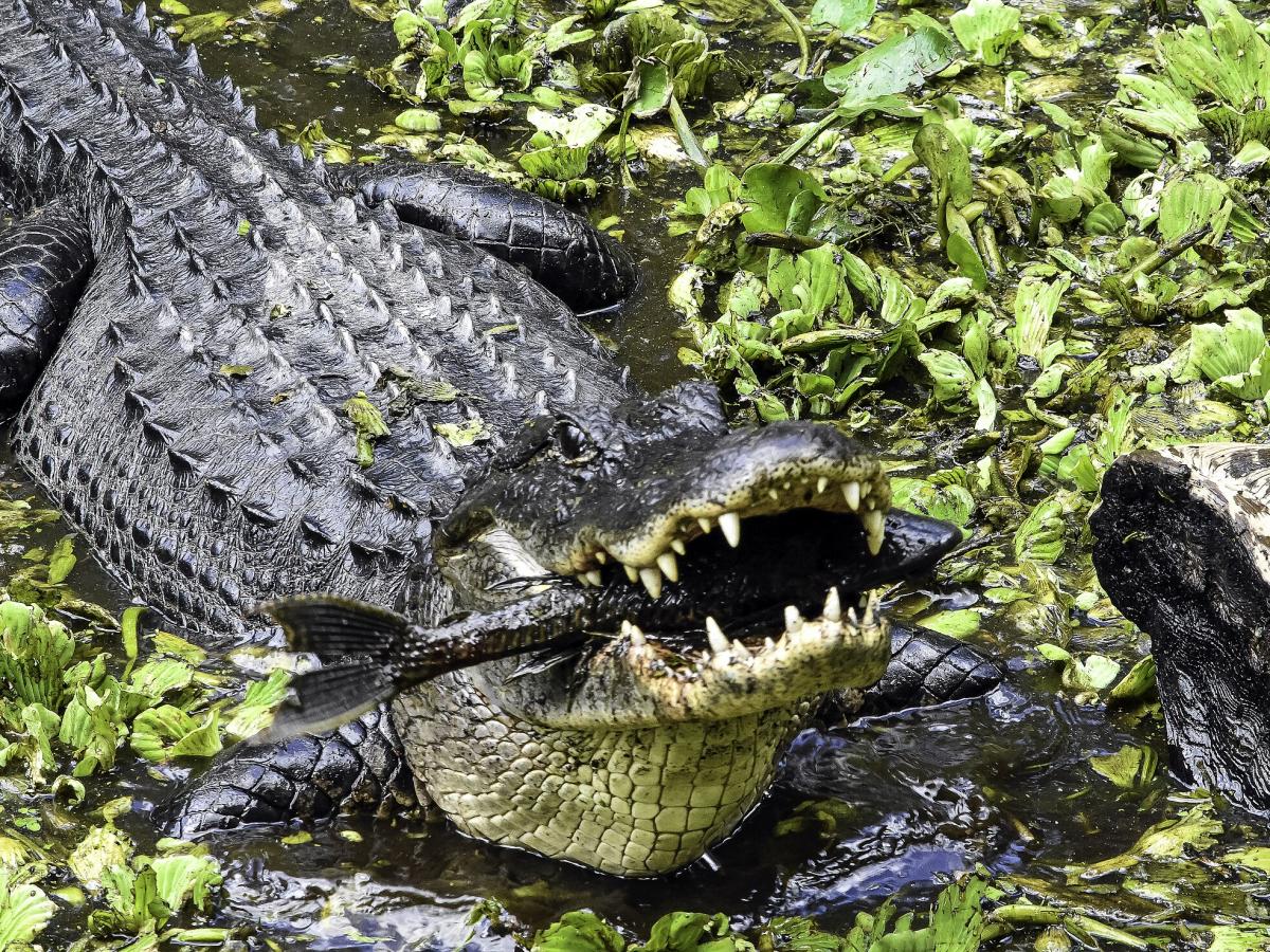 Неизвестные птицы: в Австралии нашли крокодилов, падающих с деревьев