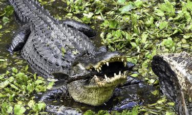 Неизвестные птицы: в Австралии нашли крокодилов, падающих с деревьев