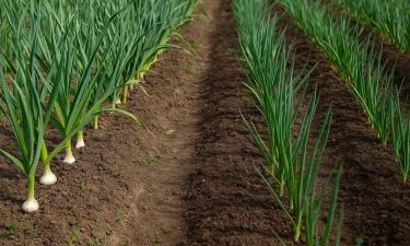 Лук и чеснок — братья по грядке или враги до последней луковицы? Ошибка, которая губит урожай