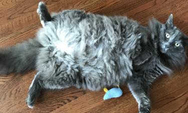 Питомцы выбирают пол для контроля территории — эксперты