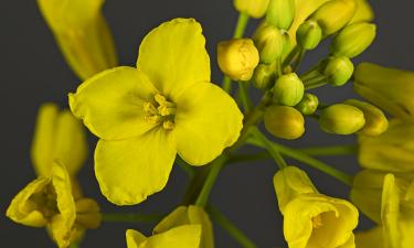 Старинные овощи позволяют собирать собственные семена — Mein Schoener Garten