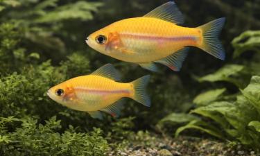 Рыбы продолжают расти на протяжении всей жизни