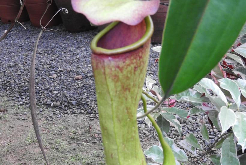 Nepenthes khasiana-2-JNTBGRI-kerala-India