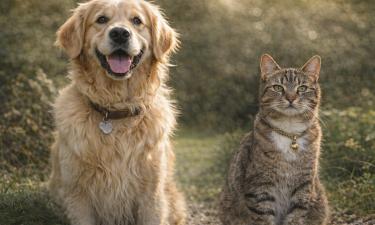 Собаки усваивают команды и названия предметов быстрее кошек — этолог Мартин