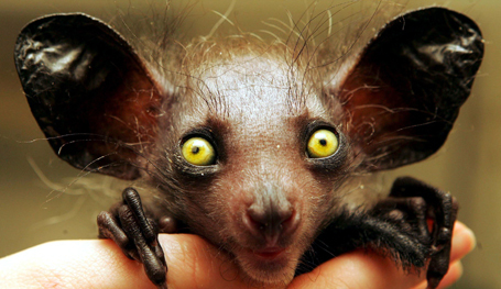 Чудеса эволюции. Очень похожи на инопланетян!