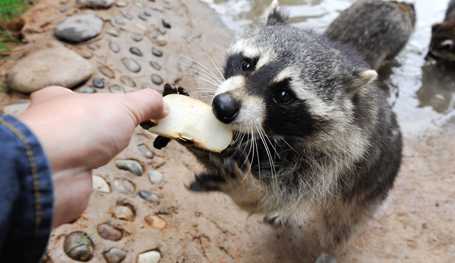 Приключение енота