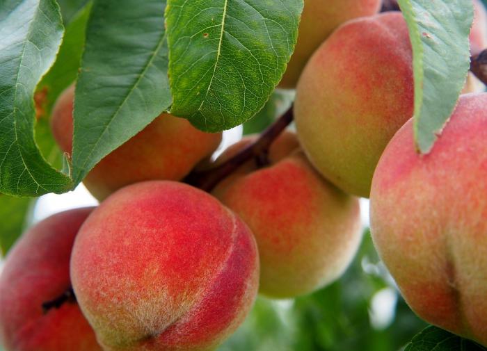 Персики