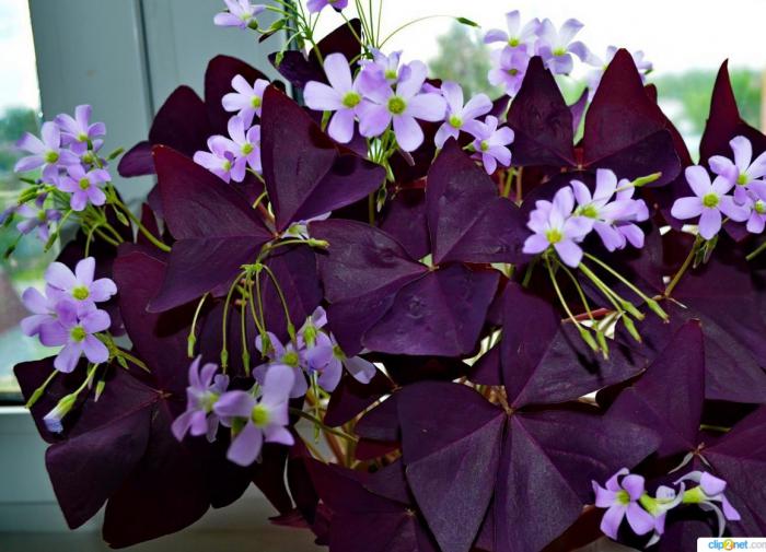 Оксалис (кислица), фото flori-da.ru